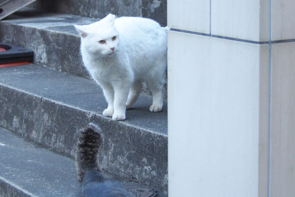 ハク階段の途中で