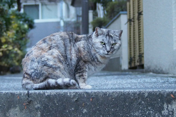 銀ちゃんのカッコイイお顔