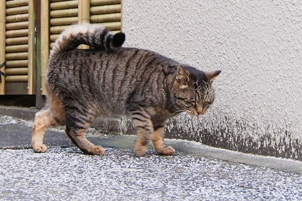 背中にしっぽをつけるタビサンク