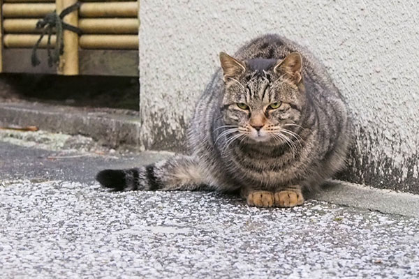 他のみんなから少し離れるタビサンク