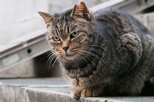 階段に戻ってアップのタビッツ