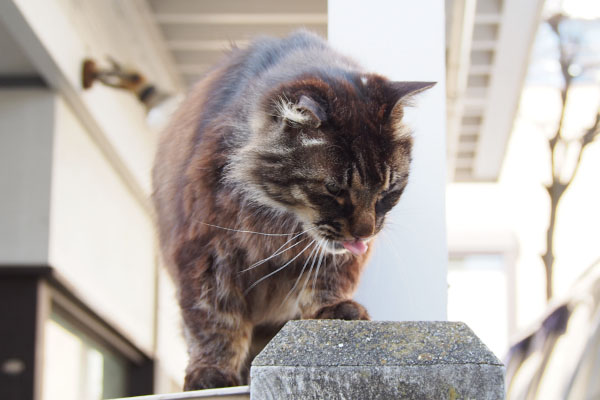 塀の上でペロン