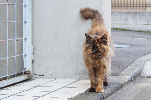 チイちゃん帰宅