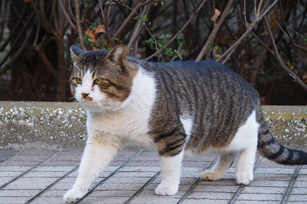 アンの近くへ行くデン