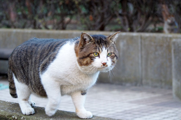 デンは食い入るように見てます