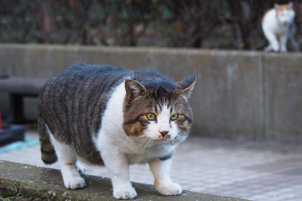 また見ているデン