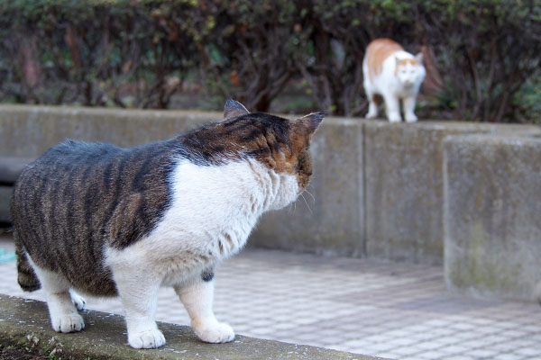 プリンを振り返って見るデン