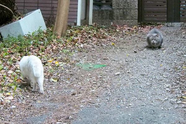 体を小さくしているグリ