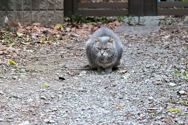 しゃがんだグリのちょいアップ