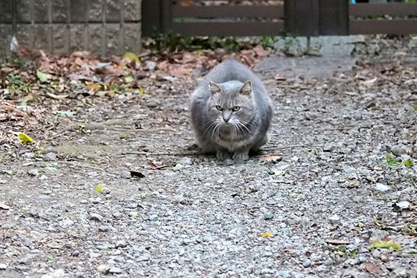 しゃがんだグリのちょいアップ