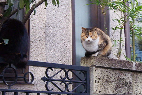 塀の上にハリマとオトワ