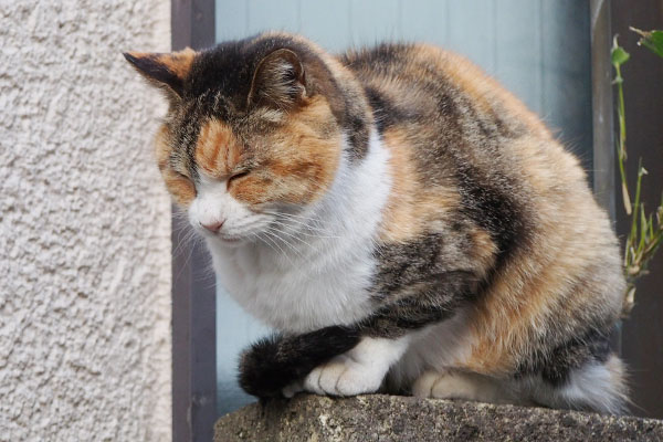 ちんまり目を閉じるオトワ