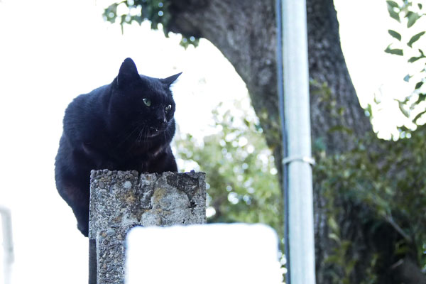 険しい表情が似合う黒猫ココ