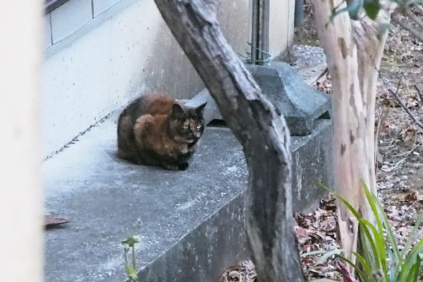 前しか見てないクロテ