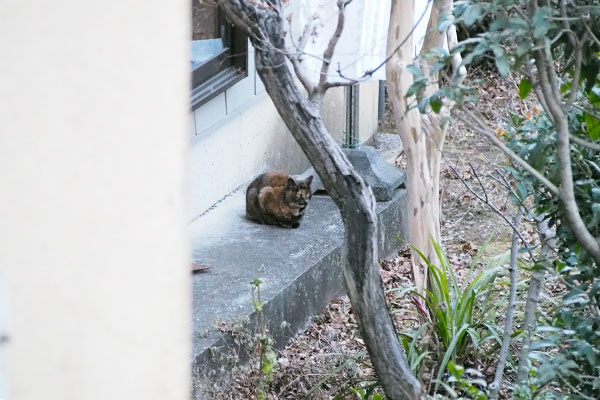 ちんまりクロテ