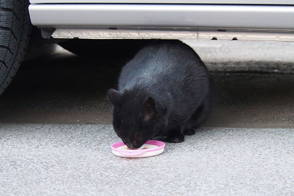 食べるココ