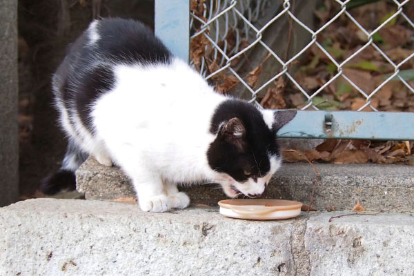 食べるムーン