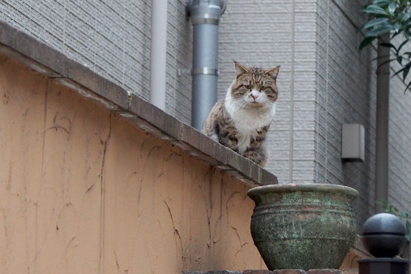 こっちを見てるバゾ君