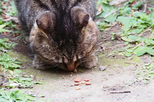 ちびにゃんの食べ残し