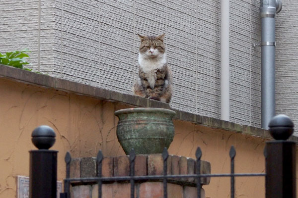 ちびにゃんを見ていたバゾ