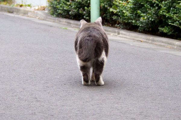 狙うお尻ちびにゃん