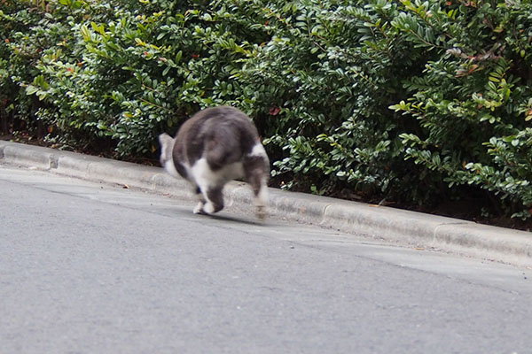 ロケットダッシュちびにゃん