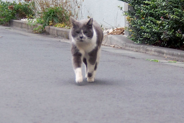 捕獲失敗の変な顔ちび