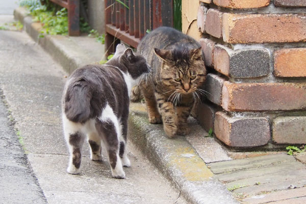 ロキを調査するちびにゃん