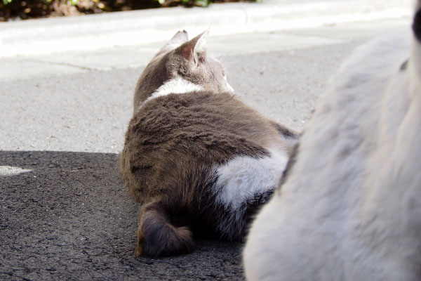 落ち着くちびにゃん手前坊