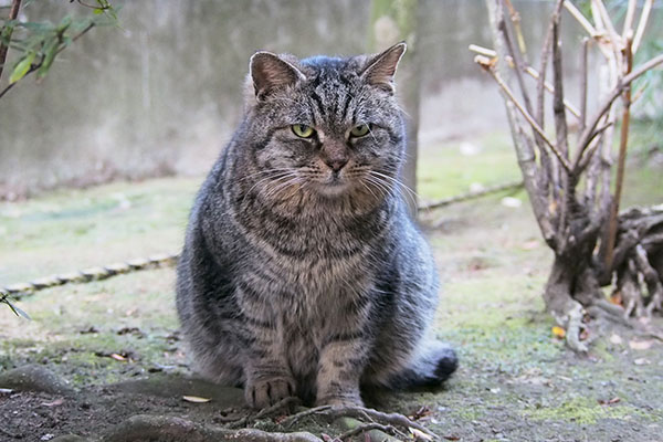 ふふふなタビゾンヌ