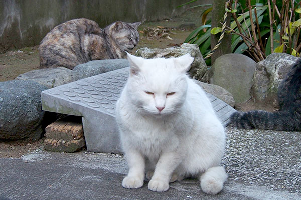 アタチを撮ってるんでしょーねーハク