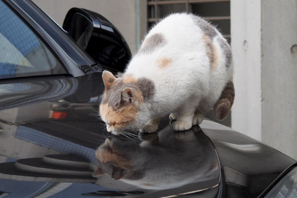 車に乗るみけ姉さま2