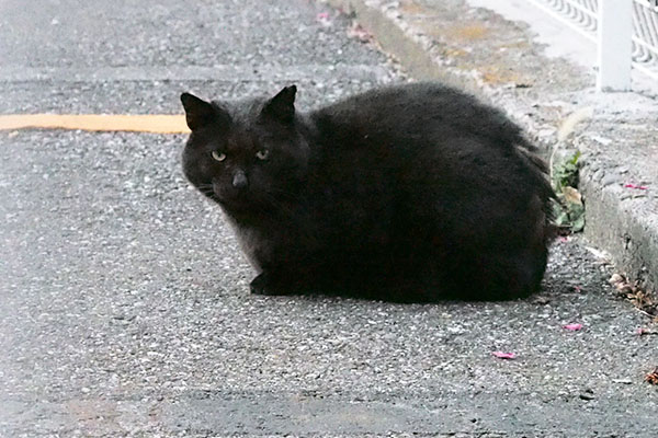 ミトンは見るけど来ません