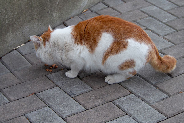 目の前で食べるプリン