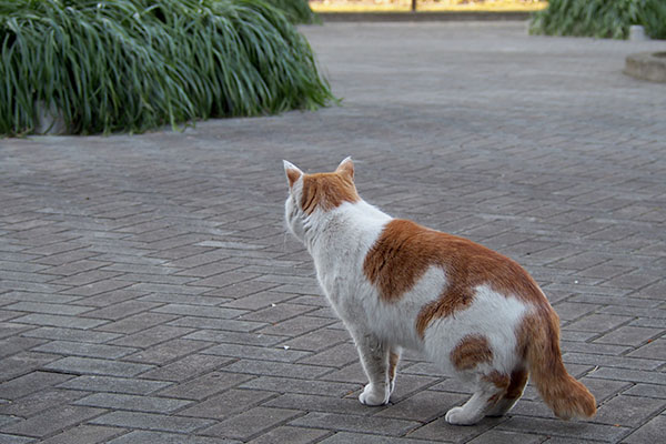 遠くを見るプリン