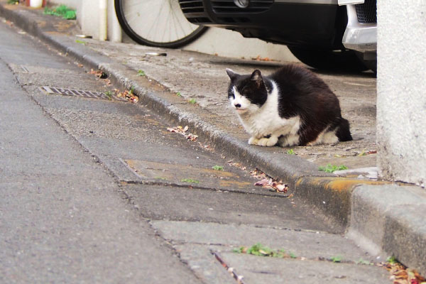 チロルを見ているカル