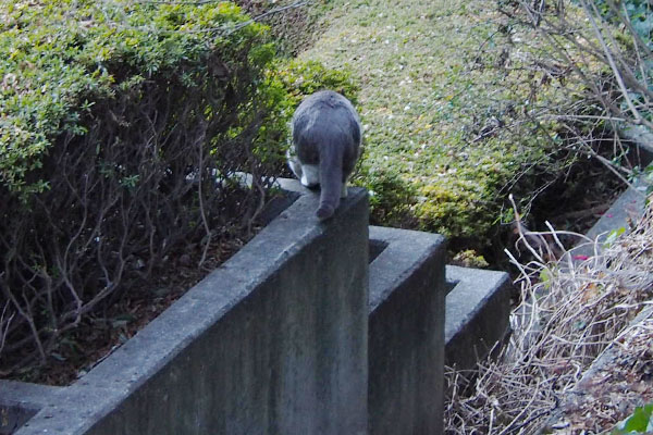 逃げるグレーのお尻