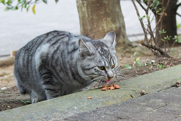 食べるシルバ