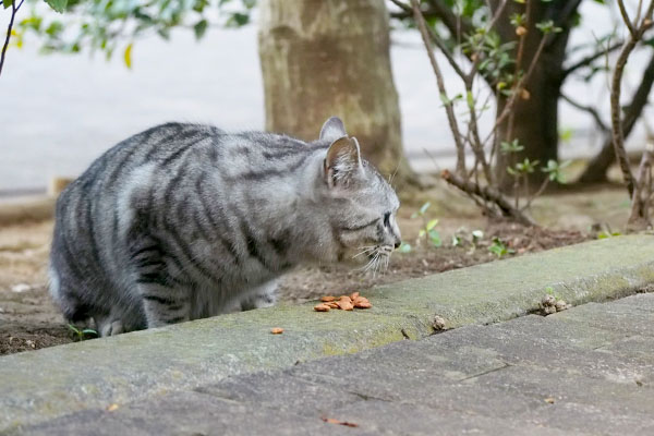 出て来た場所を見ているシルバ