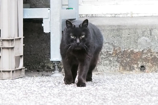 にゃんかちょうらい