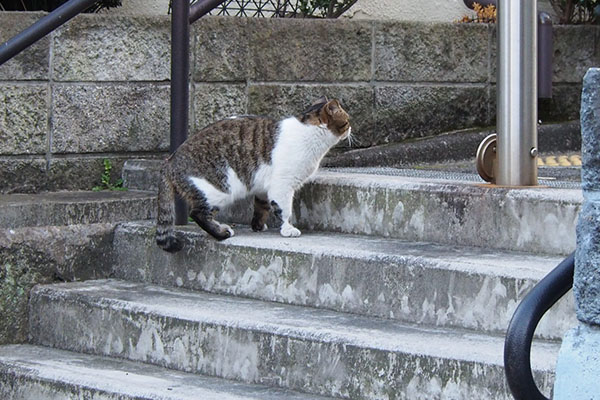 階段にレオ太