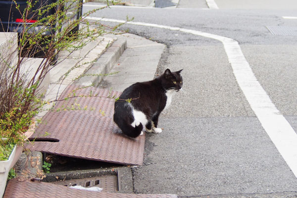 道路の向こうを見る墨