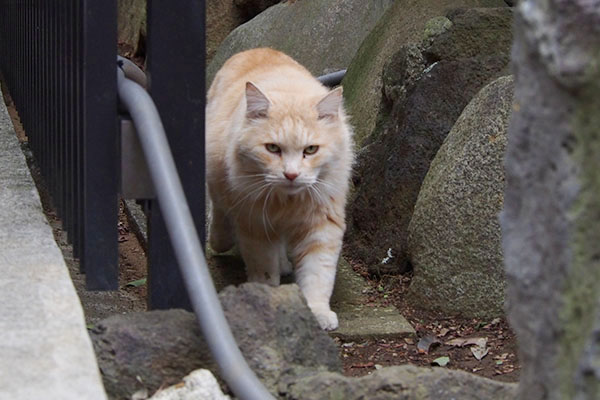 ムキッと見ながらナリコ