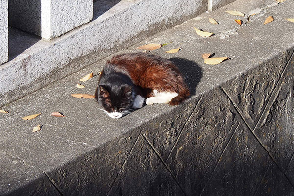 上から見えたカラちゃん