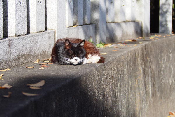 少し離れてカラちゃん