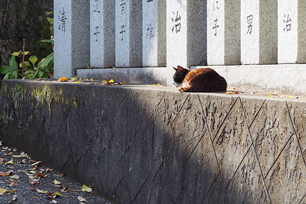 カラの背中