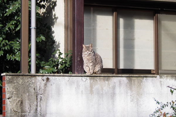 cipi is sitting on the wall