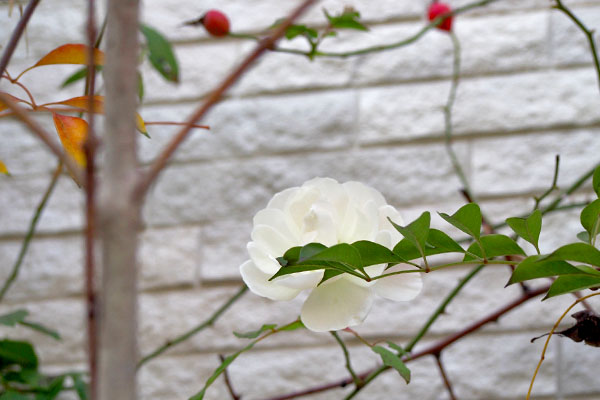 rose wall