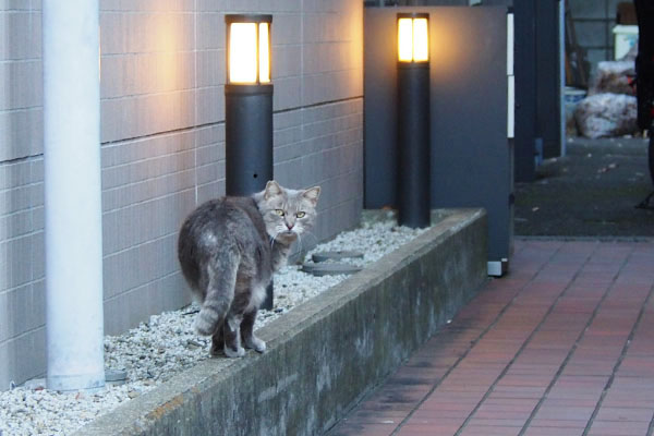 隣りの建物へ奥へグリ