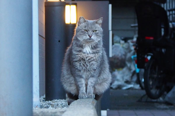 お座り正面グリ